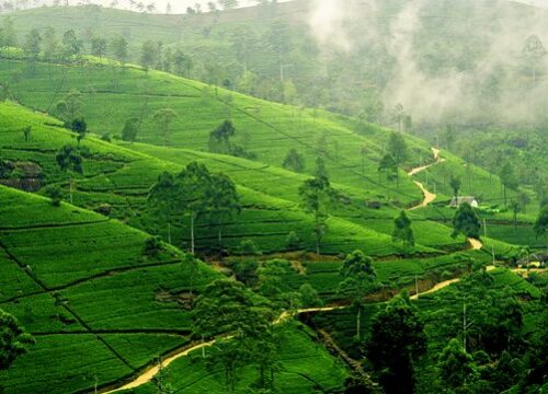 Nuwaraeliya – Sri Lanka