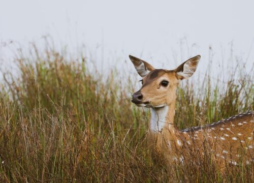 Yala National Park – Sri Lanka